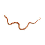 Albino Corn Snake