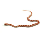 Albino Corn Snake