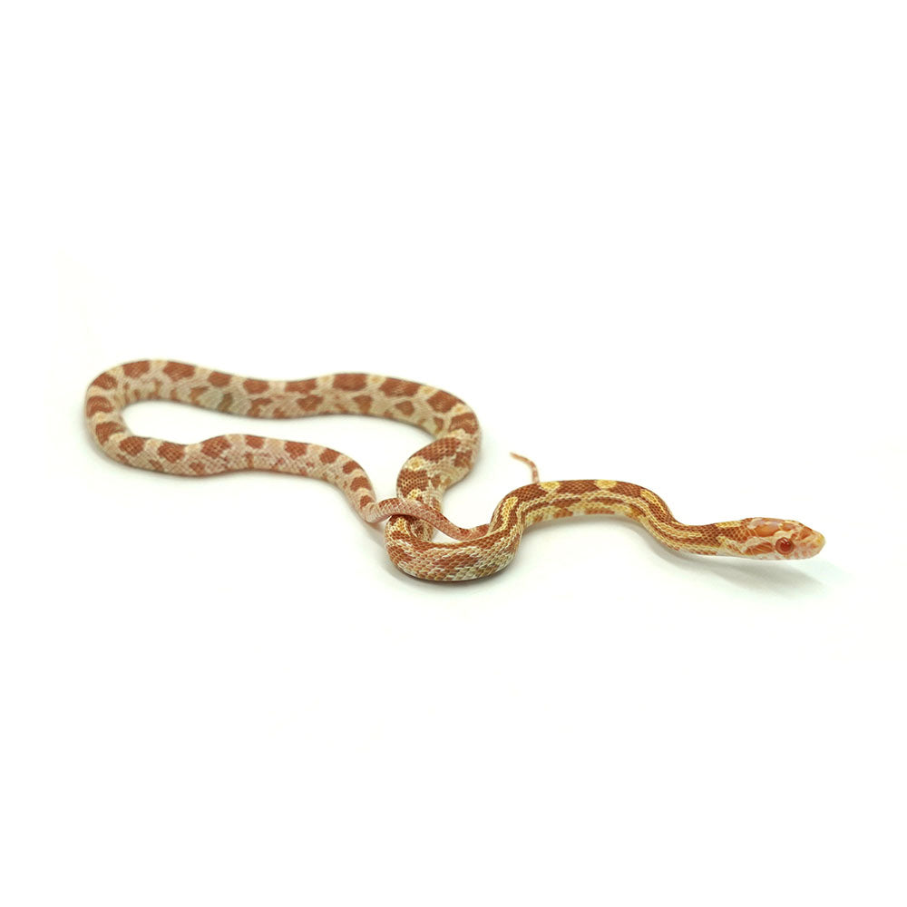 Butter Corn Snake