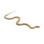 Butter Corn Snake