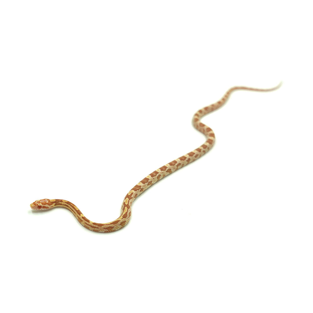 Butter Corn Snake