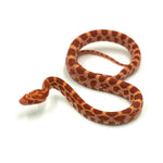 Albino Corn Snake