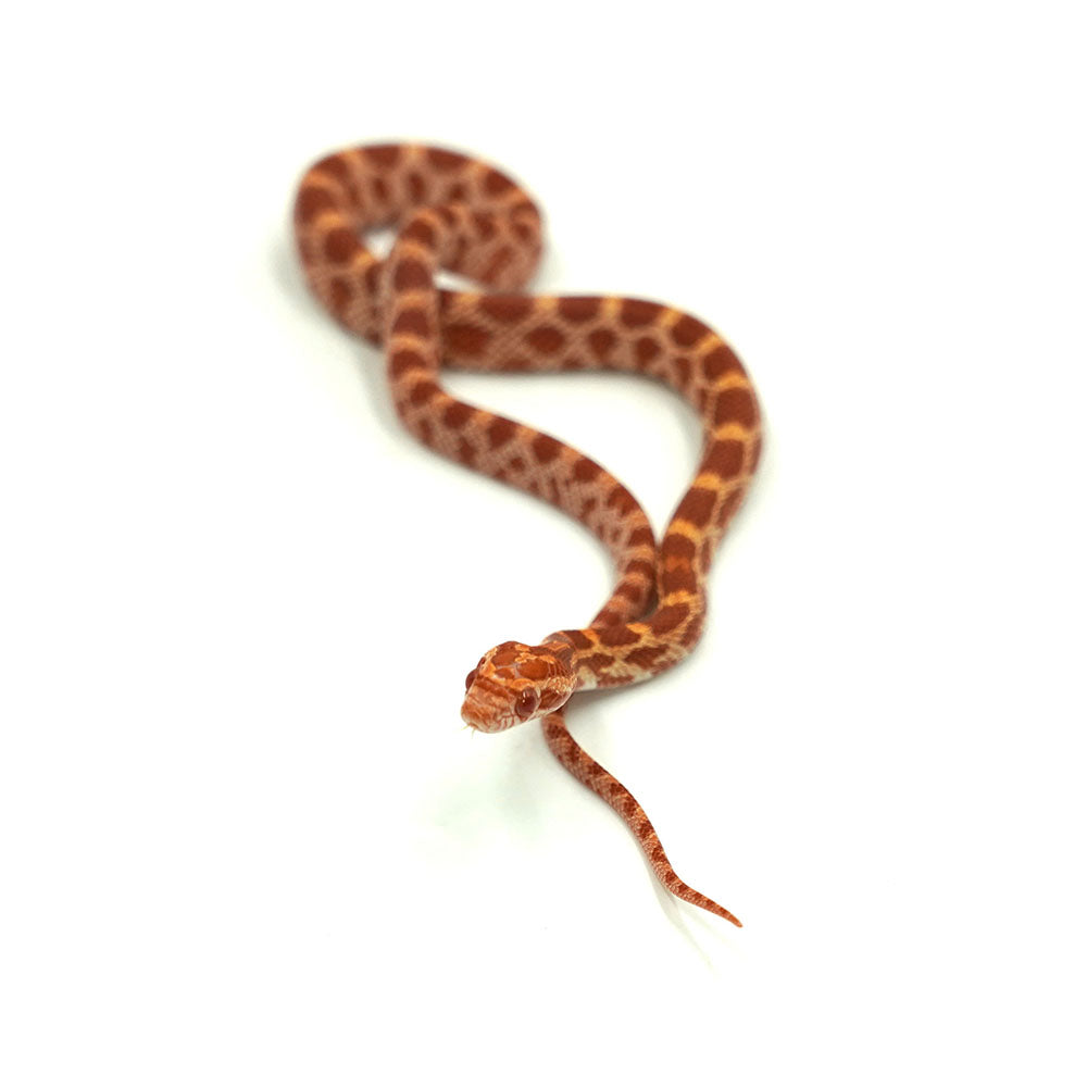 Albino Corn Snake
