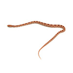 Albino Corn Snake