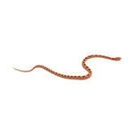 Albino Corn Snake