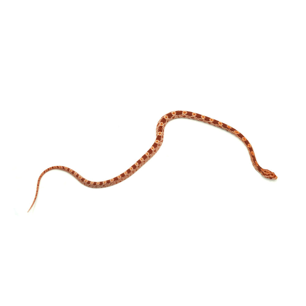 Albino Corn Snake