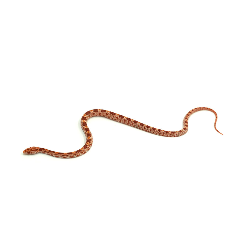 Albino Corn Snake