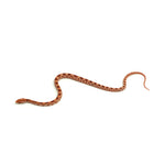 Albino Corn Snake