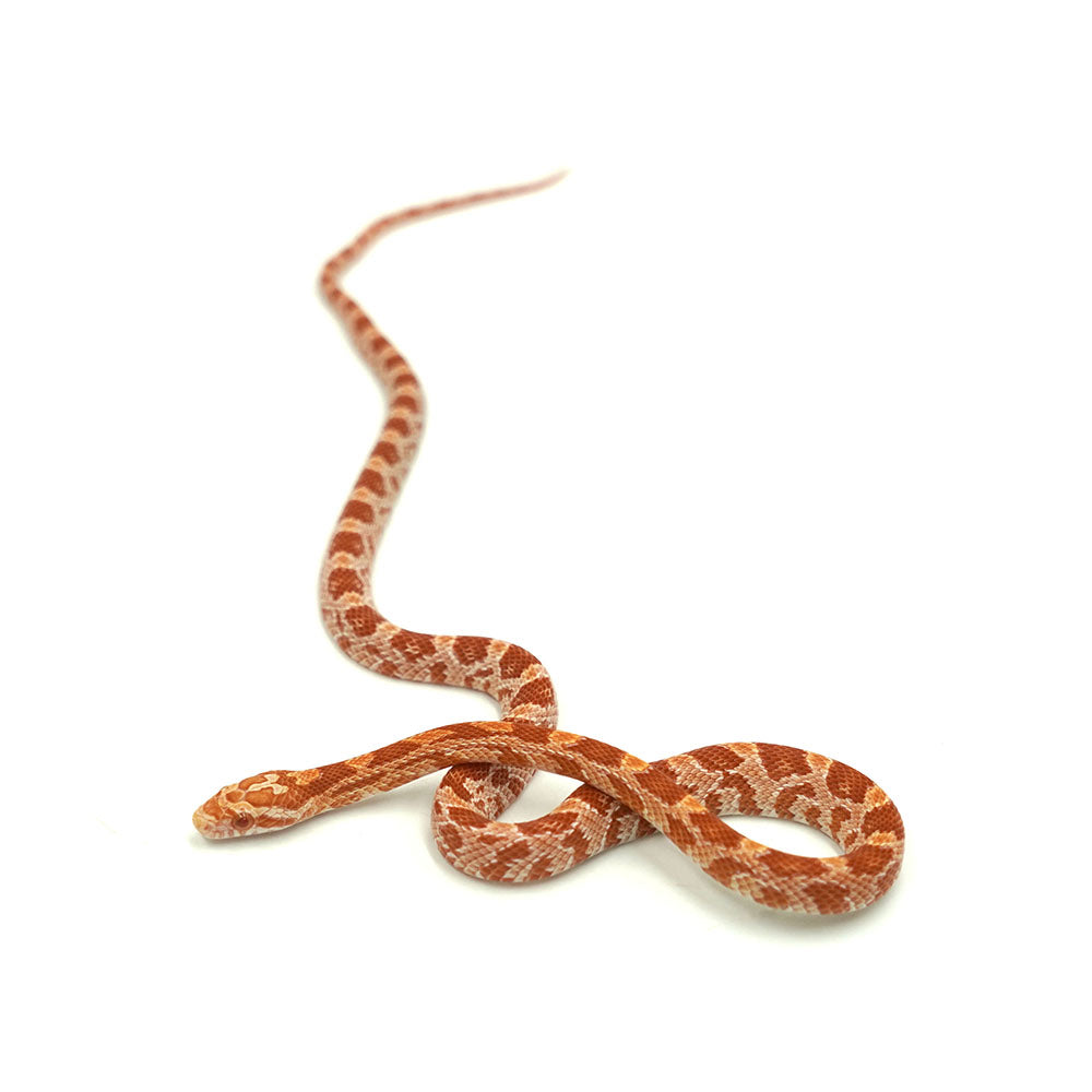 Albino Corn Snake