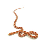 Albino Corn Snake