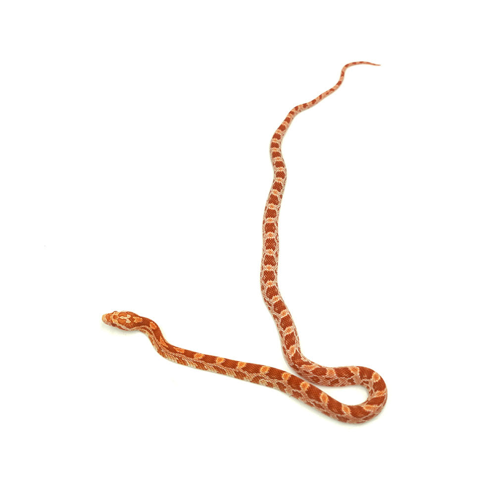 Albino Corn Snake