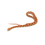Albino Corn Snake
