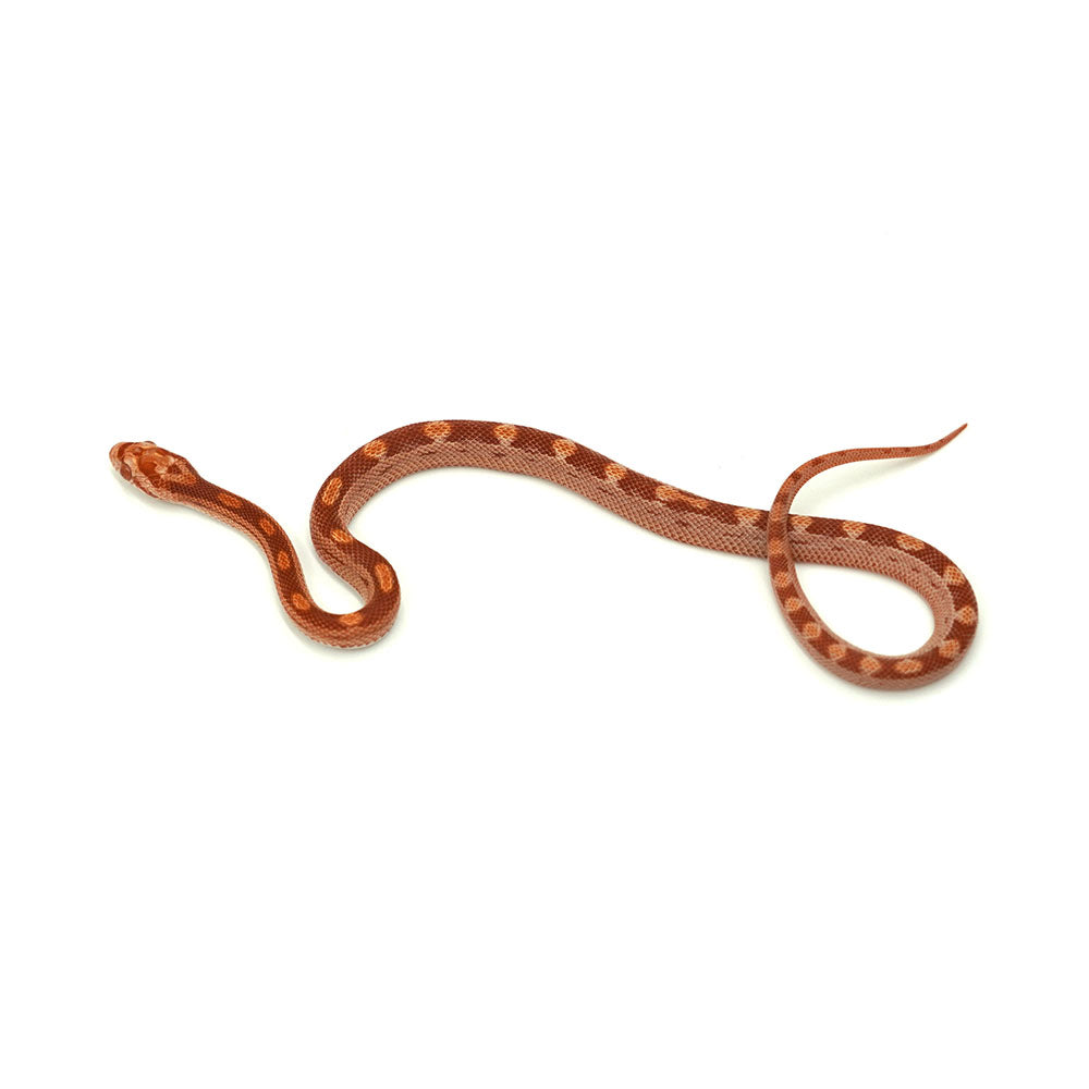 Albino Corn Snake