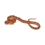 Albino Corn Snake