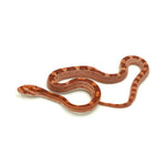 Albino Corn Snake