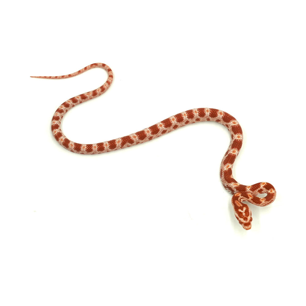 Albino Corn Snake