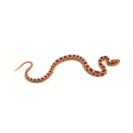 Albino Corn Snake