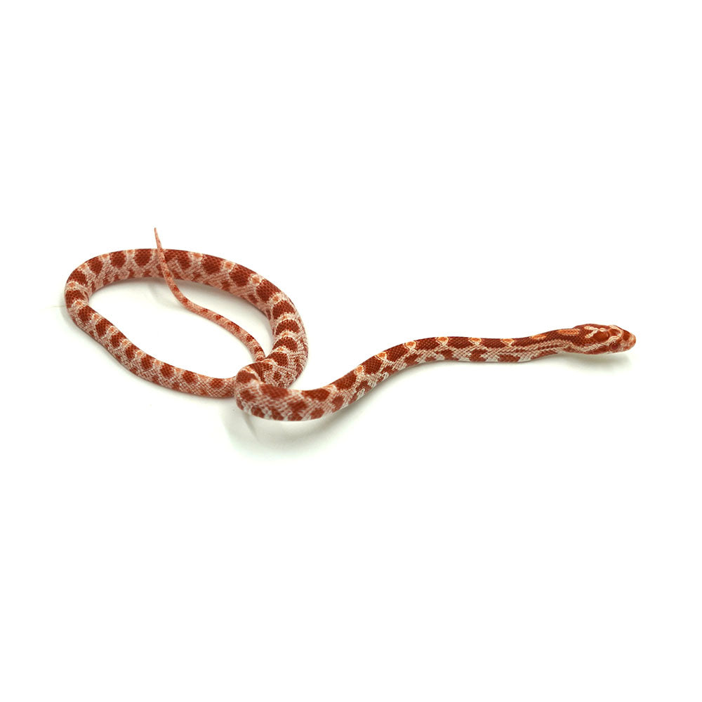 Albino Corn Snake