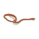 Albino Corn Snake