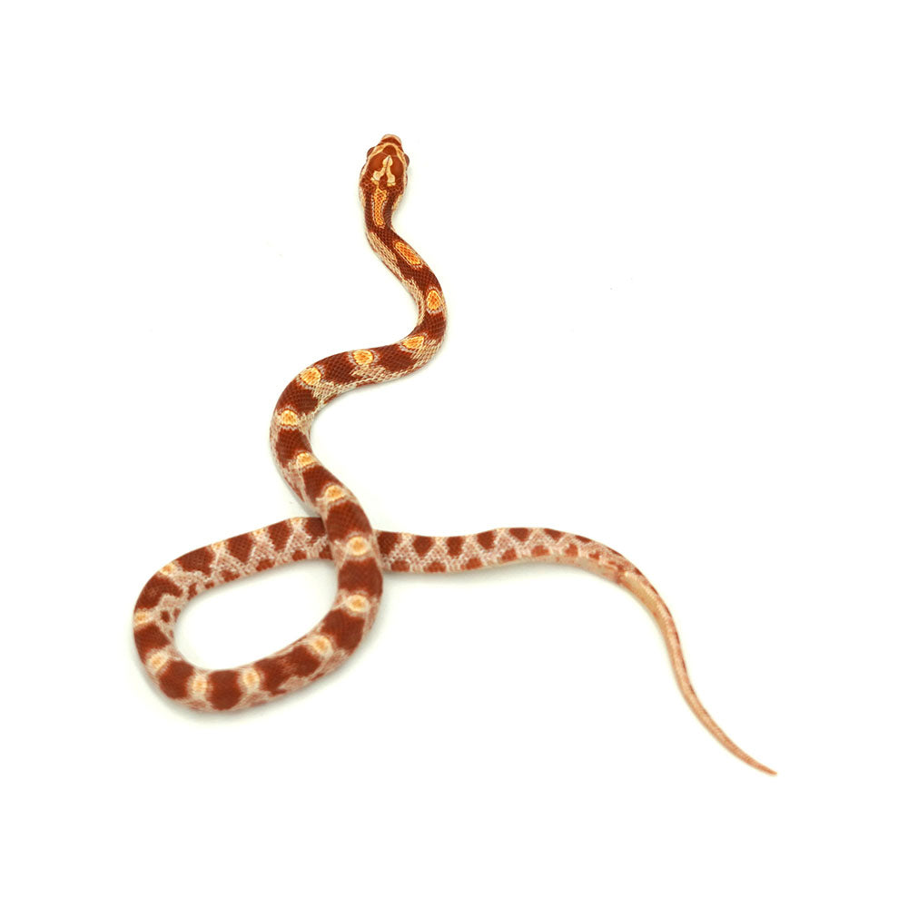 Albino Corn Snake
