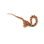Albino Corn Snake