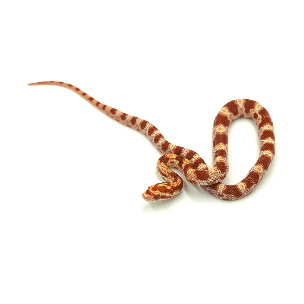 Albino Corn Snake
