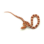 Albino Corn Snake