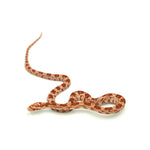 Albino Corn Snake