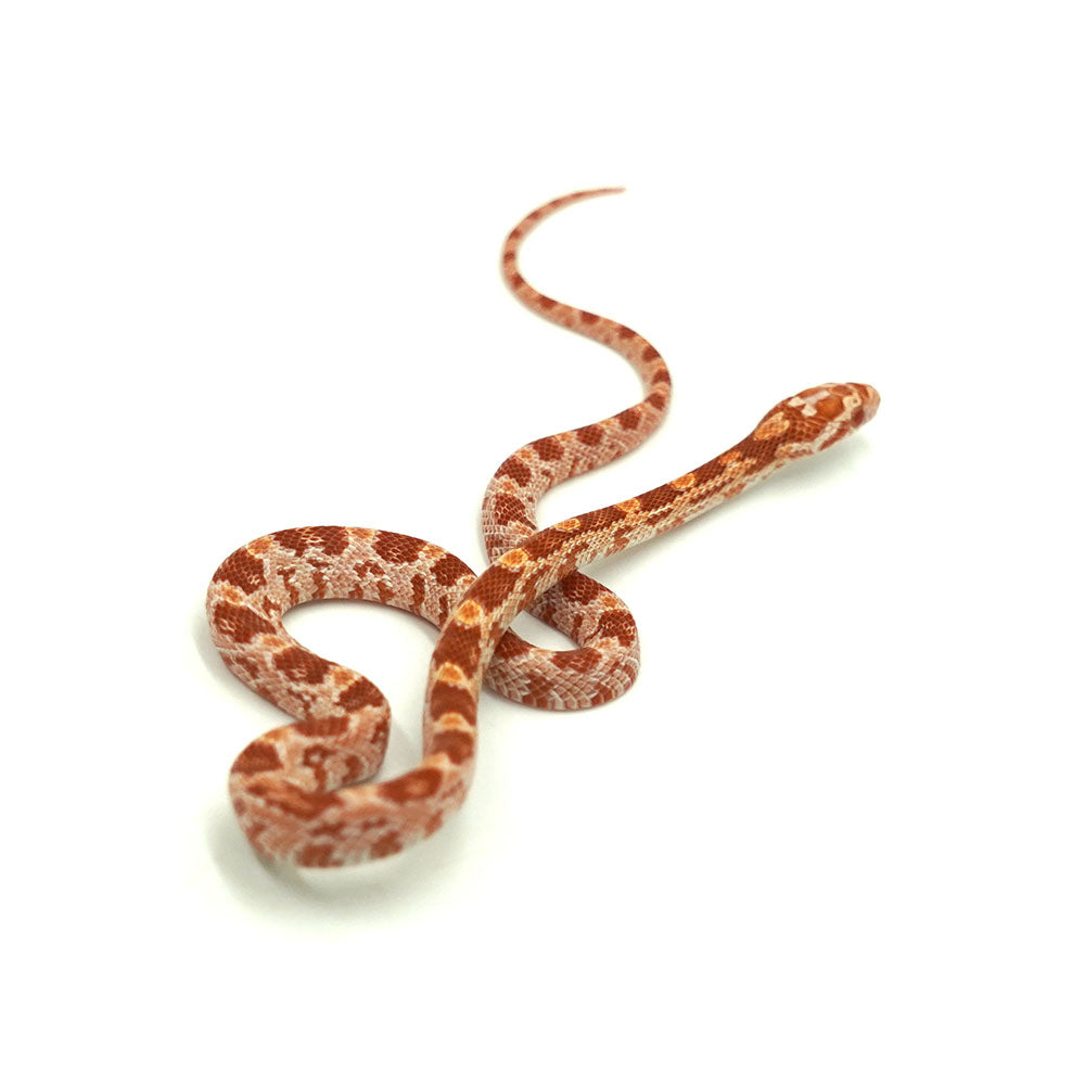 Albino Corn Snake
