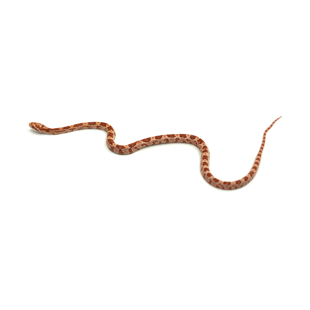 Albino Corn Snake