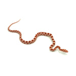Albino Corn Snake