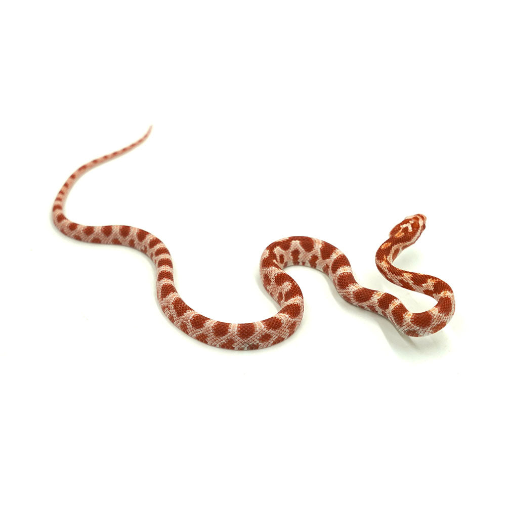 Albino Corn Snake