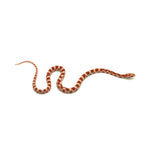 Albino Corn Snake