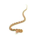 Butter Corn Snake