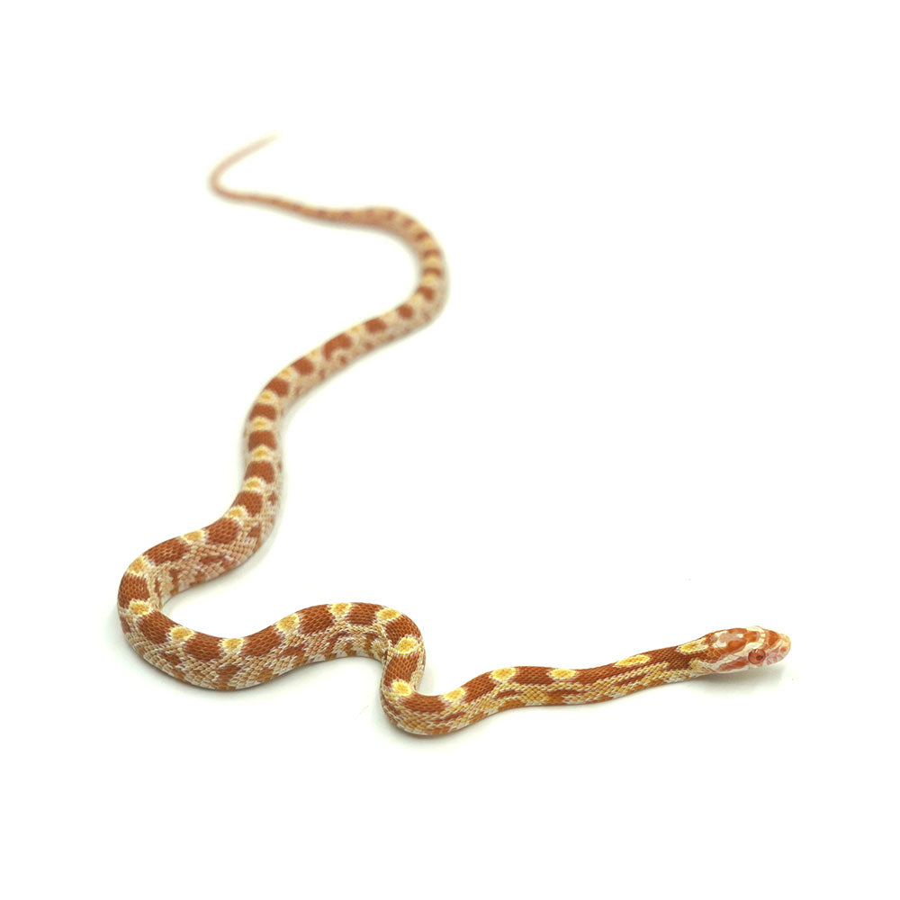 Butter Corn Snake