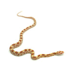 Butter Corn Snake