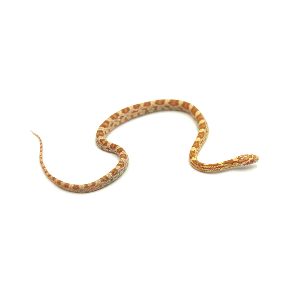 Butter Corn Snake