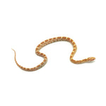 Butter Corn Snake