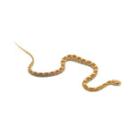 Butter Corn Snake