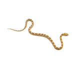 Butter Corn Snake