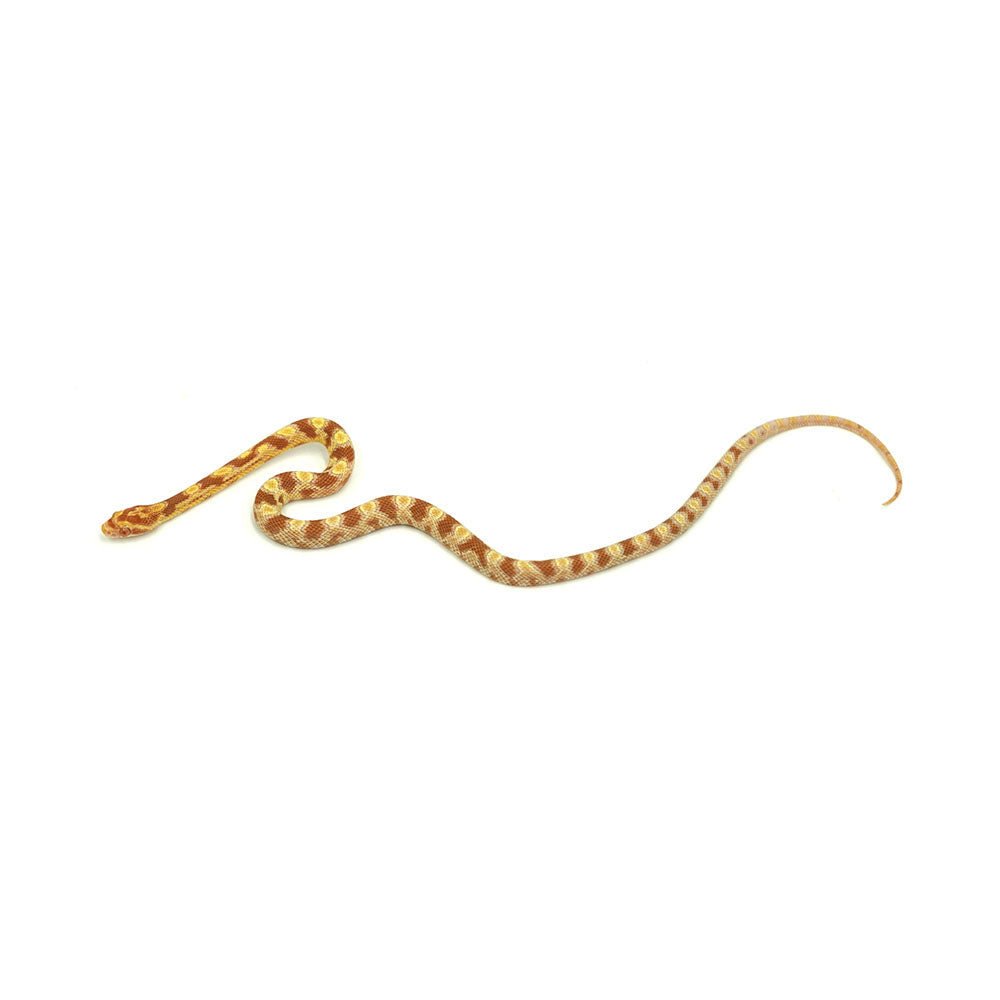 Butter Corn Snake