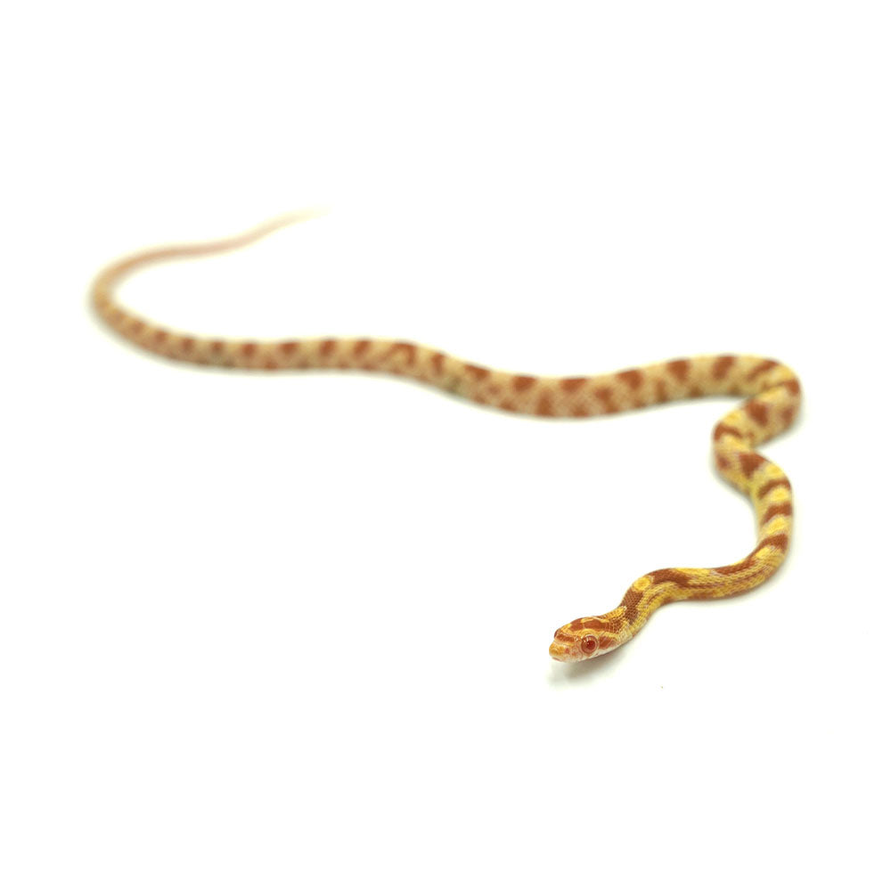 Butter Corn Snake