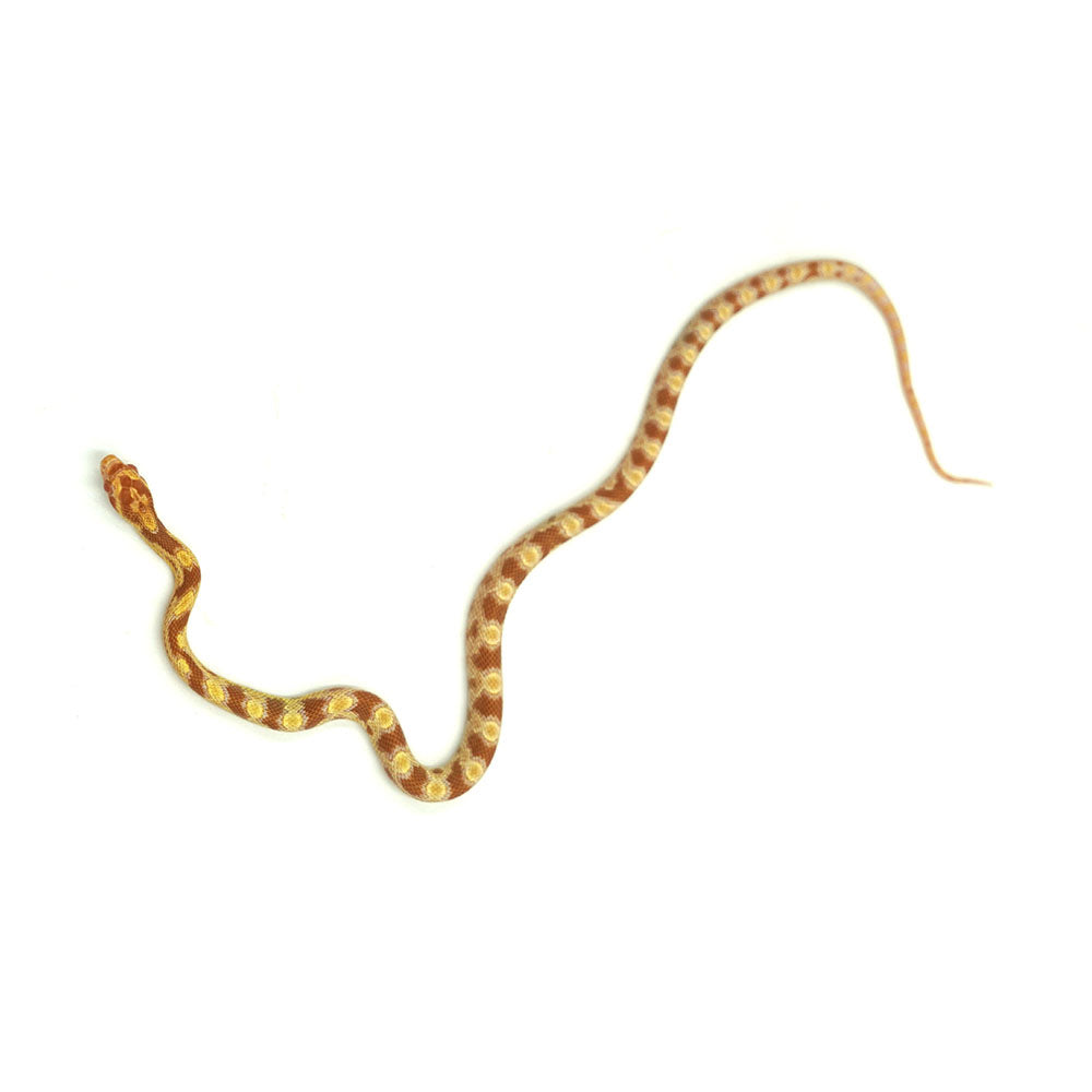 Butter Corn Snake