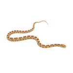 Butter Corn Snake