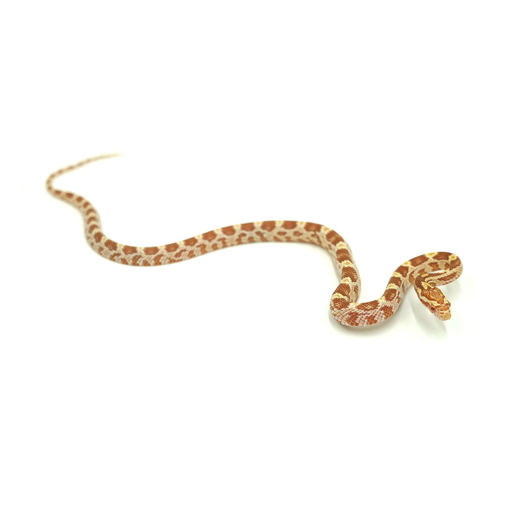 Butter Corn Snake