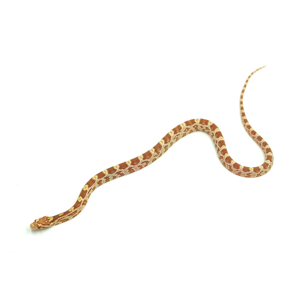 Butter Corn Snake