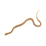 Butter Corn Snake