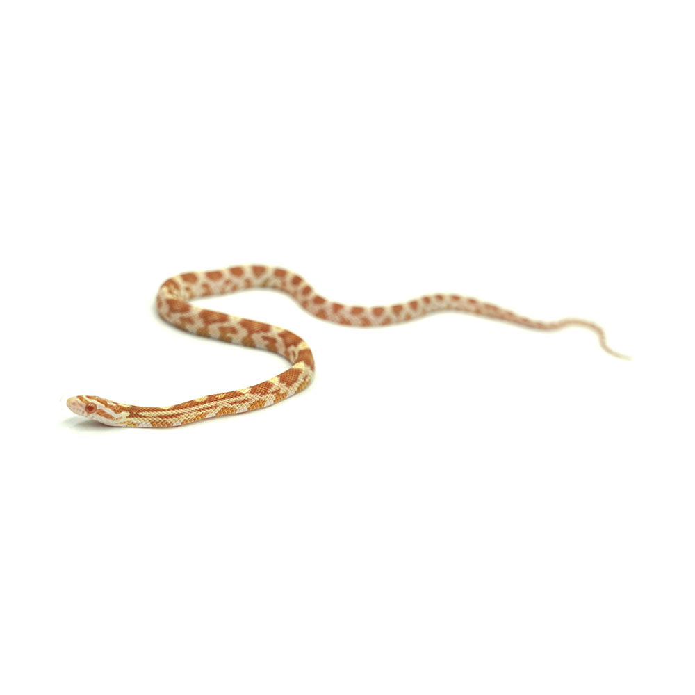 Butter Corn Snake