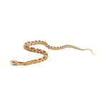 Butter Corn Snake
