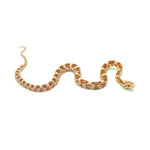 Butter Corn Snake